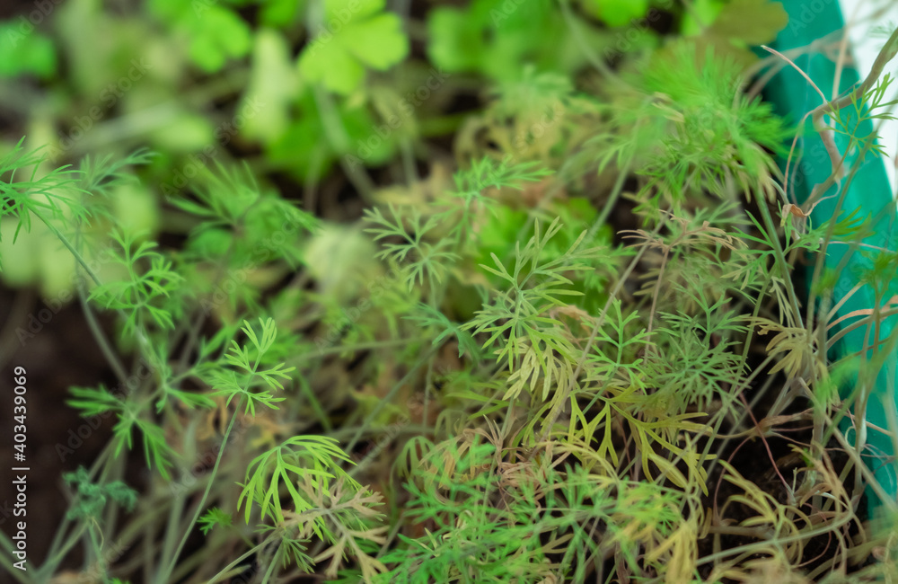 Dill greens, spring home greens, soft selective focus. the garden on the windowsill Dill greens, spring home greens, soft selective focus. the garden on the windowsill