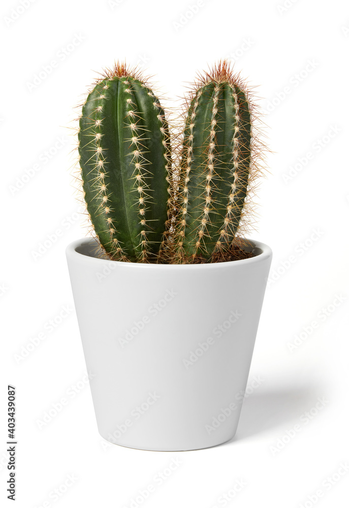 Cactus plant in a white pot Cactus plant in a white pot
