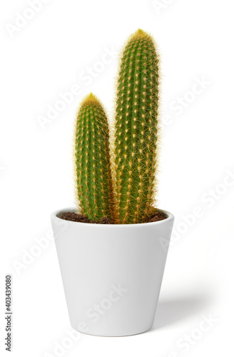 Cactus plant in a white pot