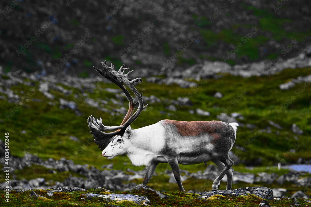 Reindeer, Nordkinn Peninsula, Finnmark County, Norway