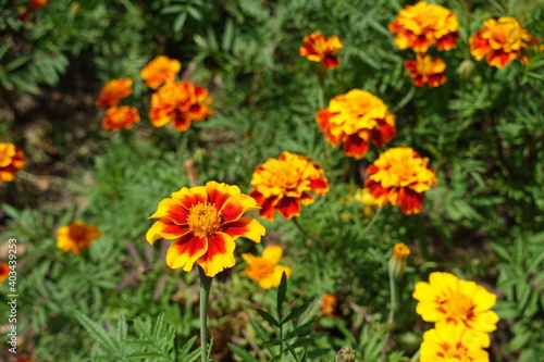 Colorful red and yellow flowers of Tagetes patula in mid July
