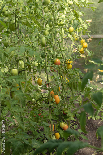 Tomatoes of different varieties grow in the greenhouse. Local producers of sustainable products