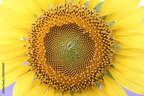Closeup detail of sun flower in garden, Beautiful yellow flower