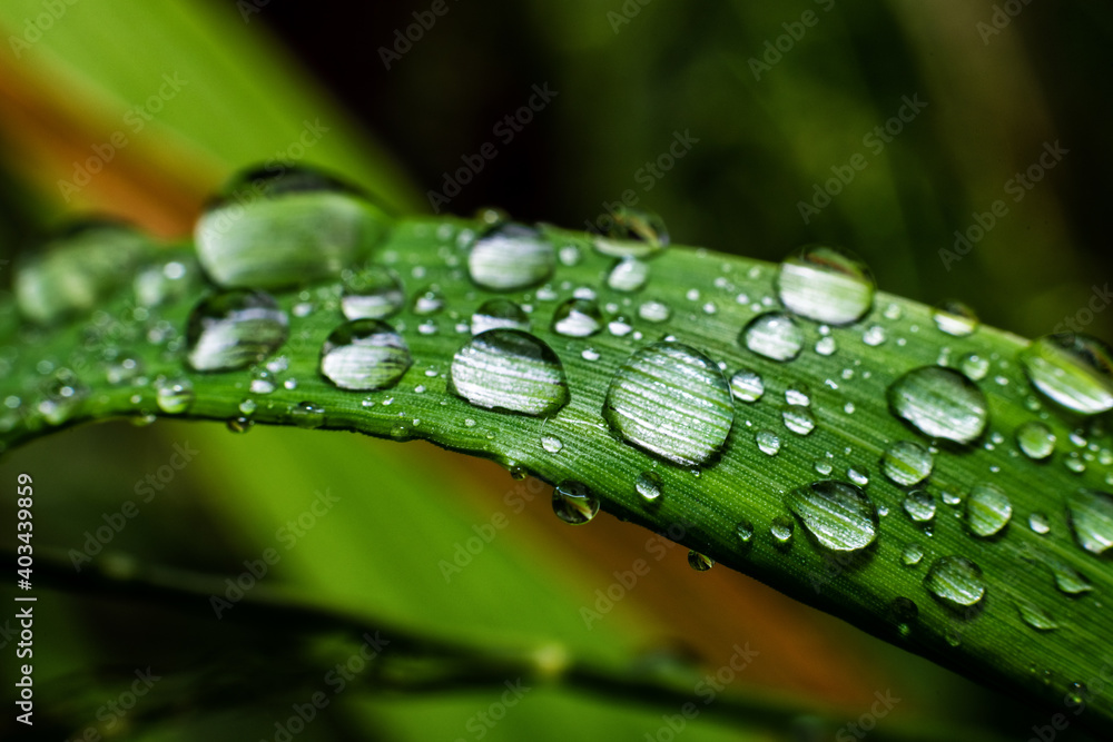 Green grass with water drops, macro photography Green grass with water drops, macro photography