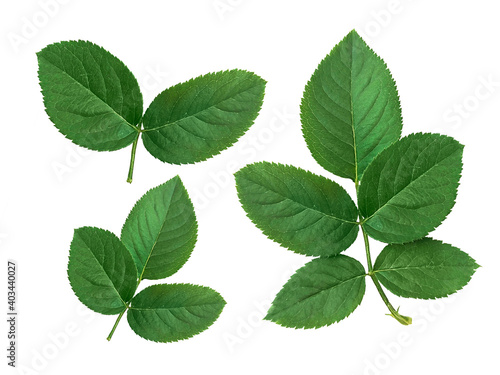 rose leaves on a white background
