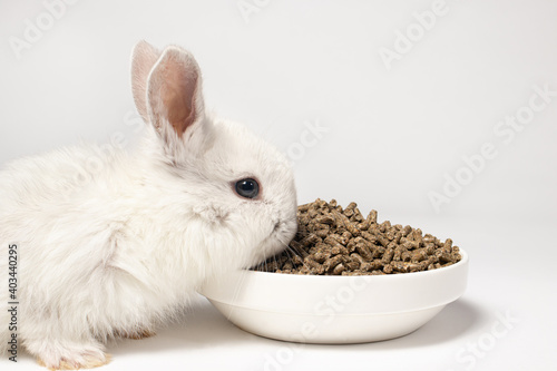 A small white rabbit eats feed on a white background. Balanced food for pets, pet food store compound feed