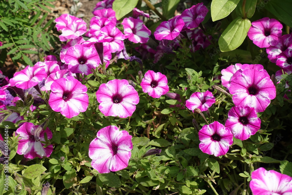 Bright pink and white flowers of petunias in mid July Bright pink and white flowers of petunias in mid July