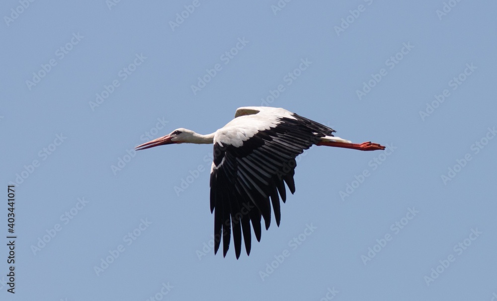 cicogna in volo cicogna in volo