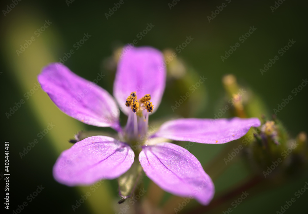 Erodium botrys Erodium botrys