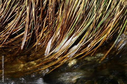 Frozen grass by the stream photo