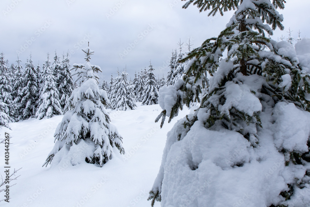 Tannen, Fichten mit Schnee bedeckter Landschaft Tannen, Fichten mit Schnee bedeckter Landschaft