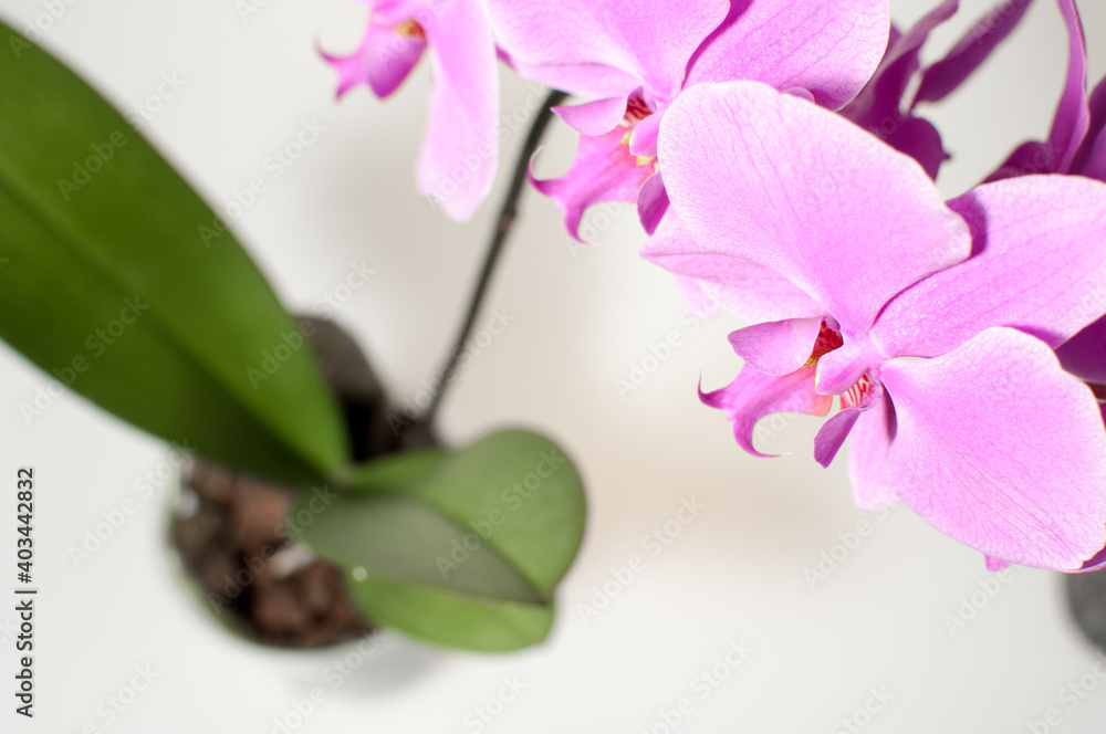 Blooming twig of pink orchid isolated on white background - obrazy, fototapety, plakaty 