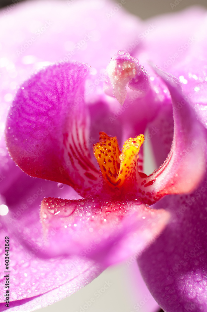 Detail of a pink orchid blossom