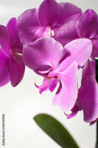 Blooming twig of pink orchid isolated on white background