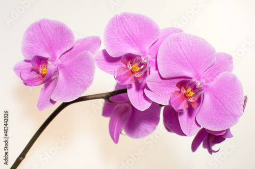 Fototapeta Naklejka Na Ścianę i Meble -  Blooming twig of pink orchid isolated on white background