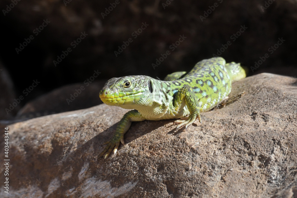 Ocellated lizard (Timon lepidus) basking on a stone near Tarifa, Andalucia, Spain, Europe Ocellated lizard (Timon lepidus) basking on a stone near Tarifa, Andalucia, Spain, Europe