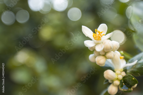 White lemon flowers on a tree blooming on a background of leaves and a blurred green effect. Close up.