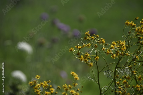 flowers on a meadow © Nacho
