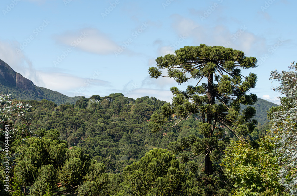 Pinetrees in an altitude rainforest at Minas Gerais, Brazil