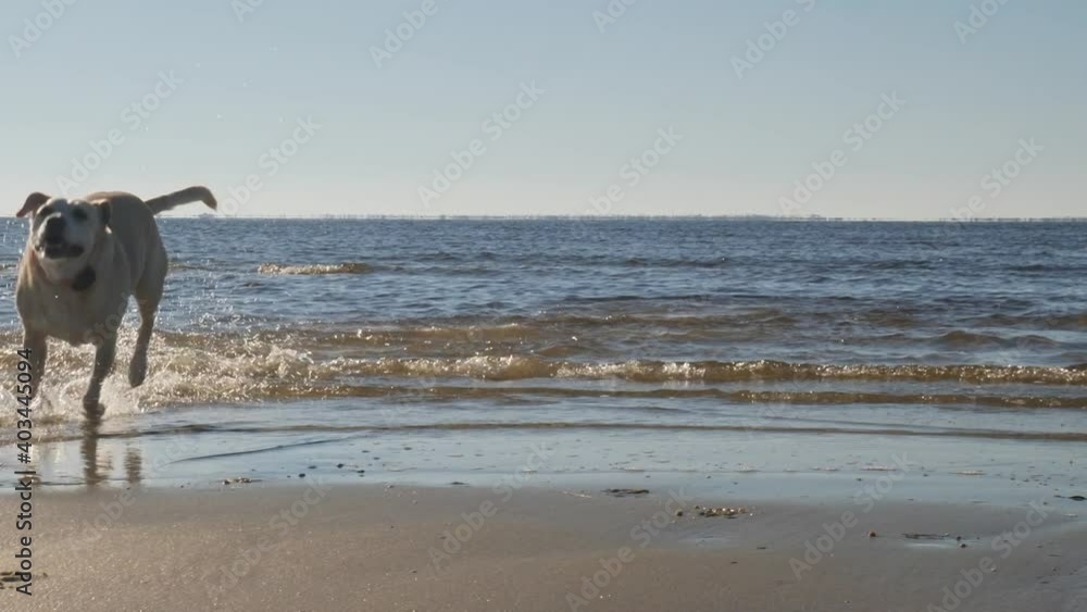 Dogs running after a ball into the ocean on a beach Dogs running after a ball into the ocean on a beach