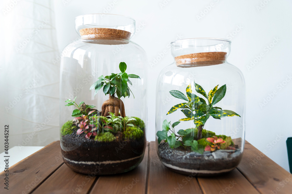 Small decoration plants in a glass bottle, garden terrarium bottle, forest in a jar. Terrarium jar with piece of forest with self ecosystem. Save the earth concept. Bonsai, set of terrariums, jars