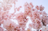 Close up pink cherry blossom branches stock photo. Sakura Cherry Blossom