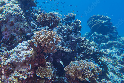 Wallpaper Mural Small reef fish crowd around outcrops of Pocillopora species hard corals, a coral reef in Gaafu Dhaalu atoll, The Maldives, Indian Ocean, Asia Torontodigital.ca