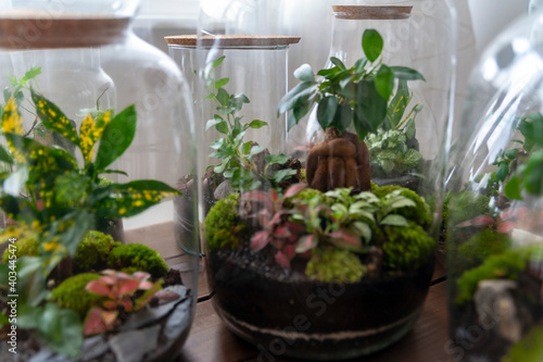 Obraz na płótnie Small decoration plants in a glass bottle, garden terrarium bottle, forest in a jar. Terrarium jar with piece of forest with self ecosystem. Save the earth concept. Bonsai, set of terrariums, jars w salonie