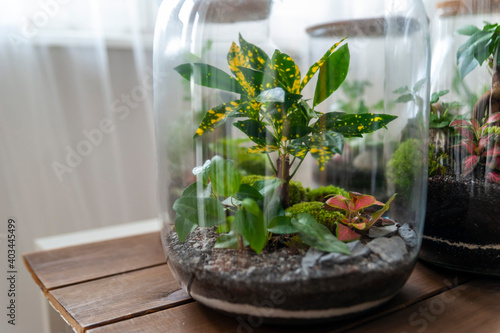 Obraz na płótnie Small decoration plants in a glass bottle, garden terrarium bottle, forest in a jar. Terrarium jar with piece of forest with self ecosystem. Save the earth concept. Bonsai, set of terrariums, jars w salonie