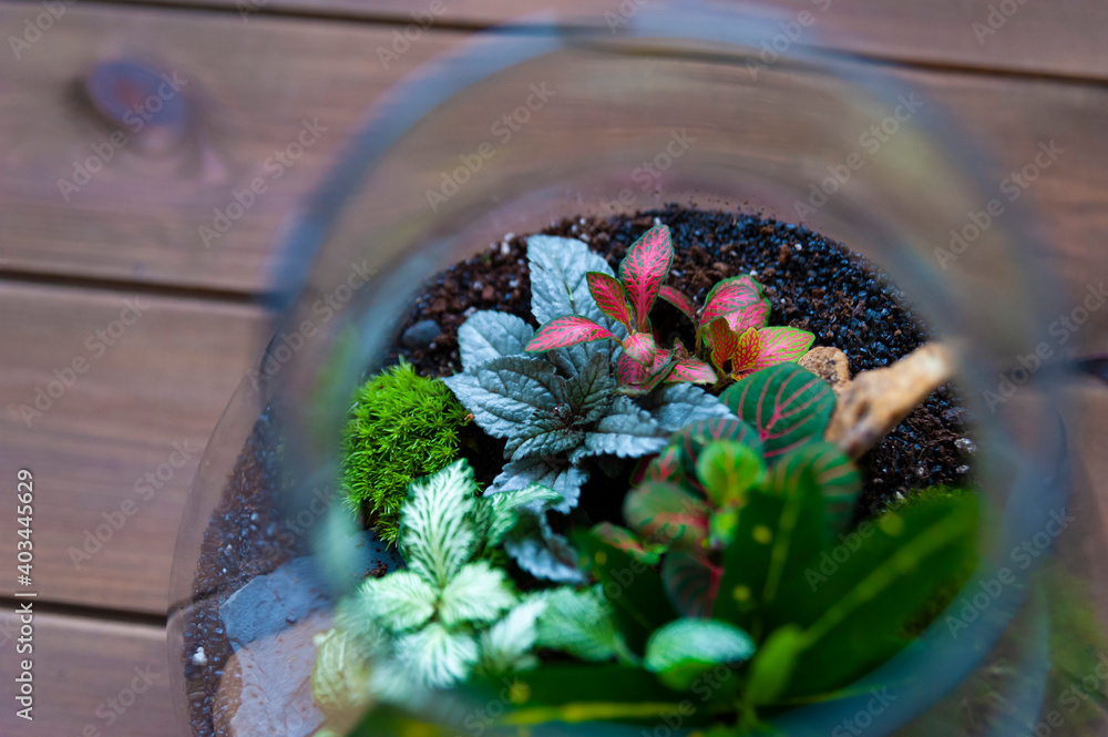 Small decoration plants in a glass bottle, garden terrarium bottle, forest in a jar. Terrarium jar with piece of forest with self ecosystem. Save the earth concept. Bonsai, set of terrariums, jars
