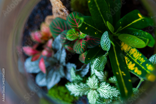 Small decoration plants in a glass bottle, garden terrarium bottle, forest in a jar. Terrarium jar with piece of forest with self ecosystem. Save the earth concept. Bonsai, set of terrariums, jars