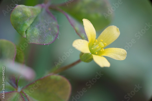 Oxalis stricta