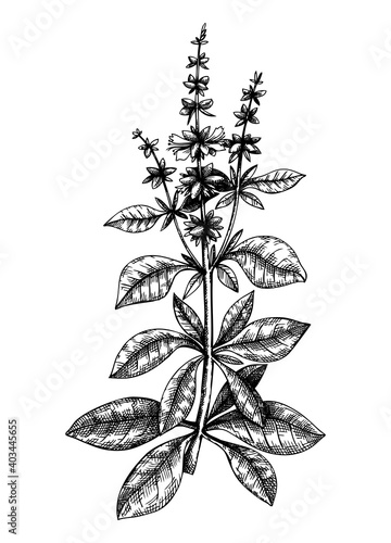 Hand sketched Basil illustration with leaves and flowers. Hand-drawn medicinal herb and culinary spice. Engraved style botanical illustration. Basil vintage sketch