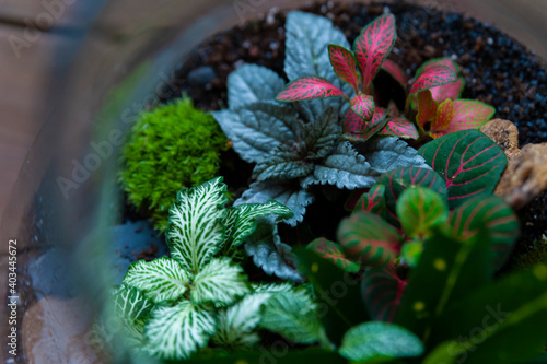 Obraz na płótnie Small decoration plants in a glass bottle, garden terrarium bottle, forest in a jar. Terrarium jar with piece of forest with self ecosystem. Save the earth concept. Bonsai, set of terrariums, jars w salonie