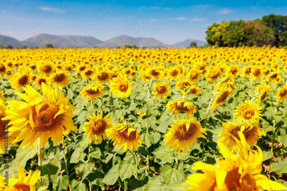 Obraz premium The field of blooming sunflowers on a sky blue background.