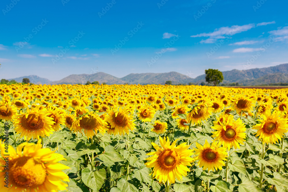 Fototapeta premium The field of blooming sunflowers on a sky blue background.