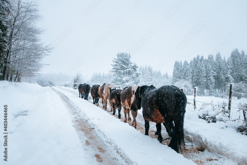 beautiful scene of horses herd during snowy day