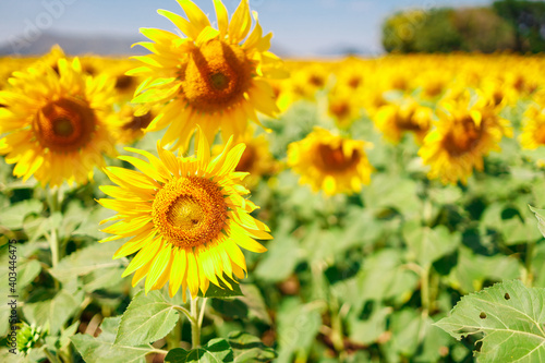 The field of blooming sunflowers on a sky blue background.