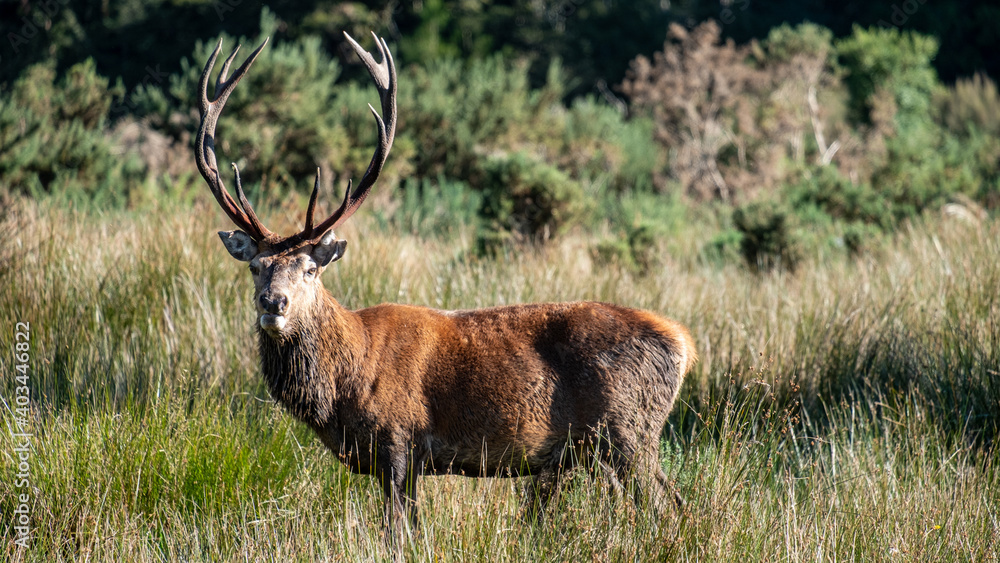 Fototapeta premium Deer in Westport, NZL