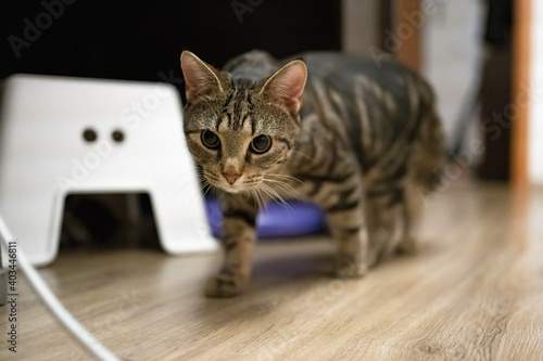 Beautiful tabby cat is walking under the table
