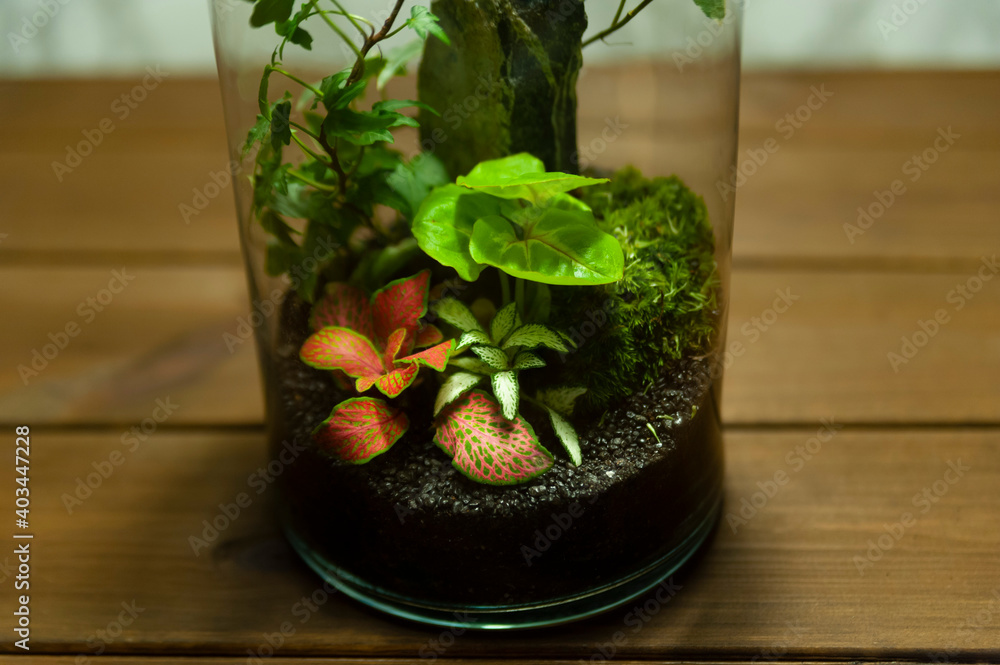 Small decoration plants in a glass bottle/garden terrarium bottle/ forest in a jar. Terrarium jar with piece of forest with self ecosystem. Save the earth concept. Bonsai, set of terrariums/ jars