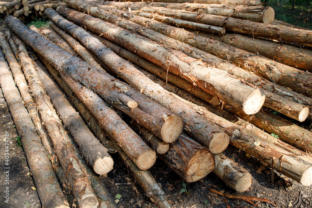 felled tree trunks, the problem with deforestation in Siberia and the Urals felled tree trunks, the problem with deforestation in Siberia and the Urals