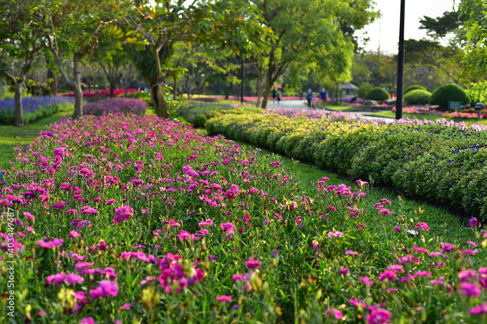 Colorful flowers in nature.flowers in the garden.Flower Blooming in the Suan Luang Rama IX Park. Colorful flowers in nature.flowers in the garden.Flower Blooming in the Suan Luang Rama IX Park.