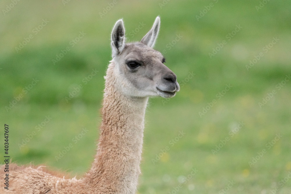 The guanaco (Lama guanicoe) The guanaco (Lama guanicoe)