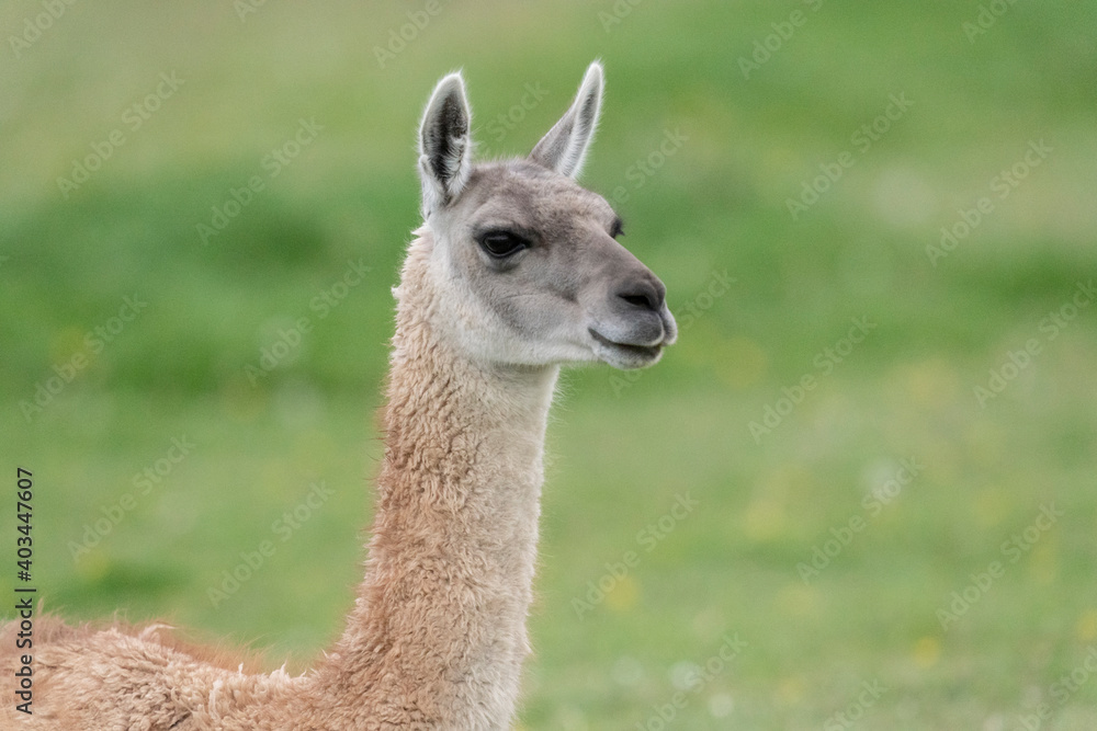 The guanaco (Lama guanicoe)