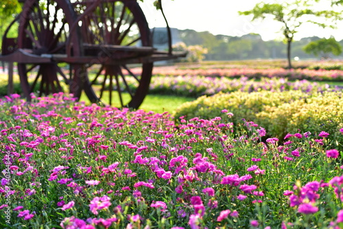 Colorful flowers in nature.flowers in the garden.Flower Blooming in the Suan Luang Rama IX Park. 