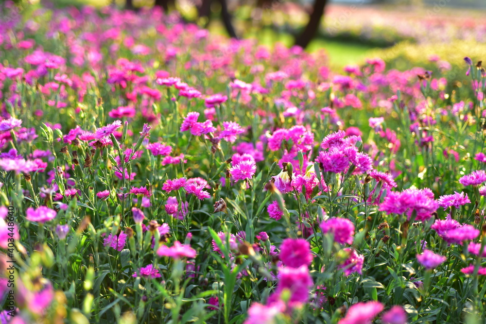 Colorful flowers in nature.flowers in the garden.Flower Blooming in the Suan Luang Rama IX Park. Colorful flowers in nature.flowers in the garden.Flower Blooming in the Suan Luang Rama IX Park.