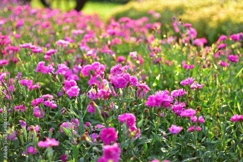 Colorful flowers in nature.flowers in the garden.Flower Blooming in the Suan Luang Rama IX Park. 