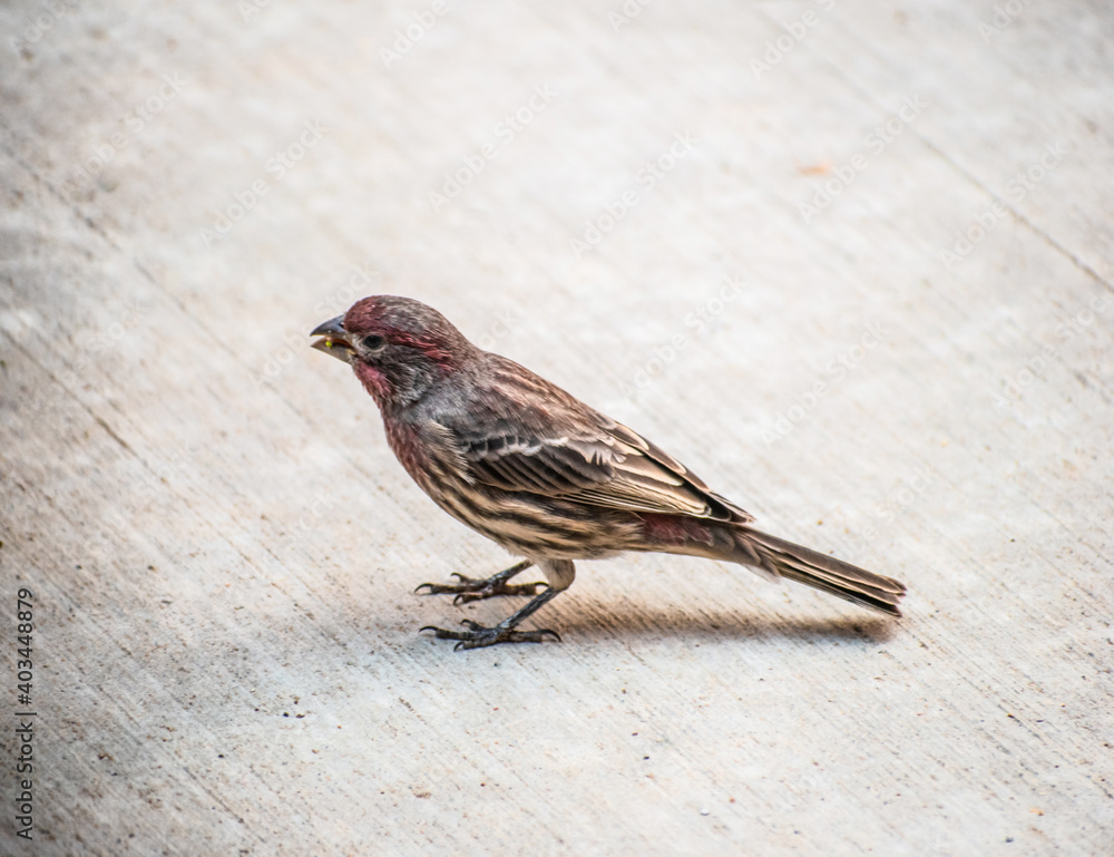 House Finch perched on ground House Finch perched on ground