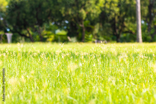 Fototapeta Naklejka Na Ścianę i Meble -  Abstract natural grass background with beautiful bokeh and sunshine.